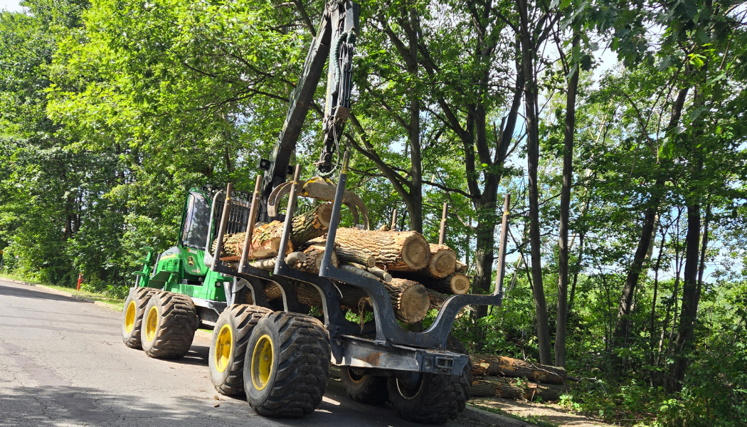 Travaux forestier